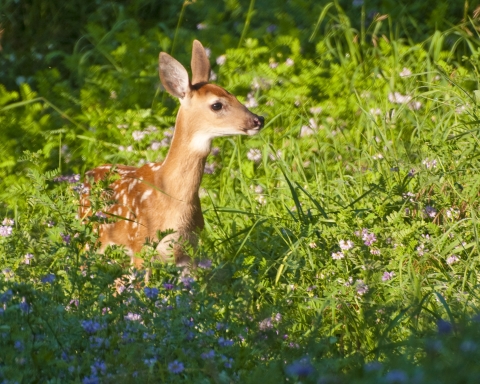 White-tailed deer fawn