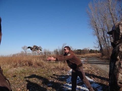 A fish and wildlife service biologist releasing a banded duck. 