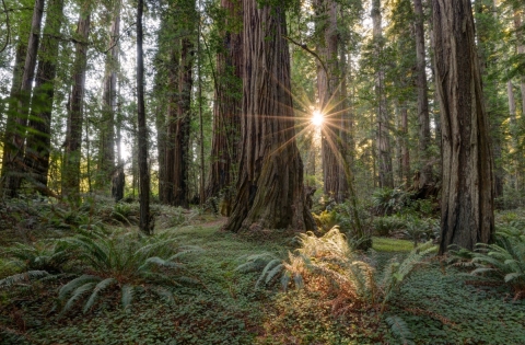 scenic photo of redwoods with a sunset in the background