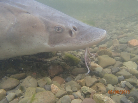 Close up of lake sturgeon with barbels along rocky bottom.