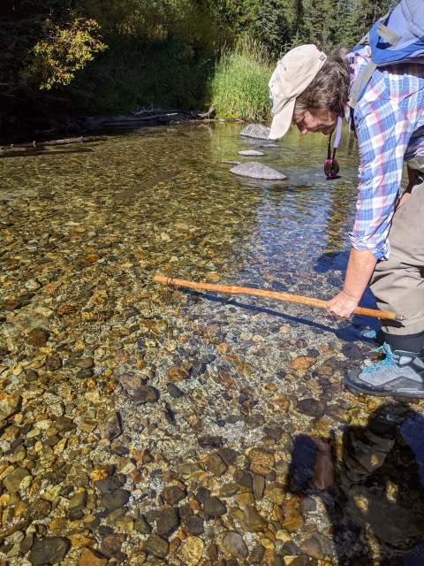 Looking for Bull Trout redds in Lostine river