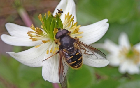 A bee-like fly on a white flower