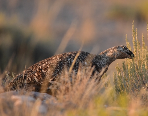 Large brown bird eating sagebrush