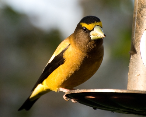 Evening grosbeak at feeder