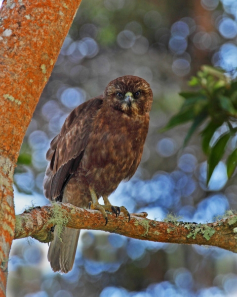 An ʻio sits on a branch. It is brown with a yellow beak.