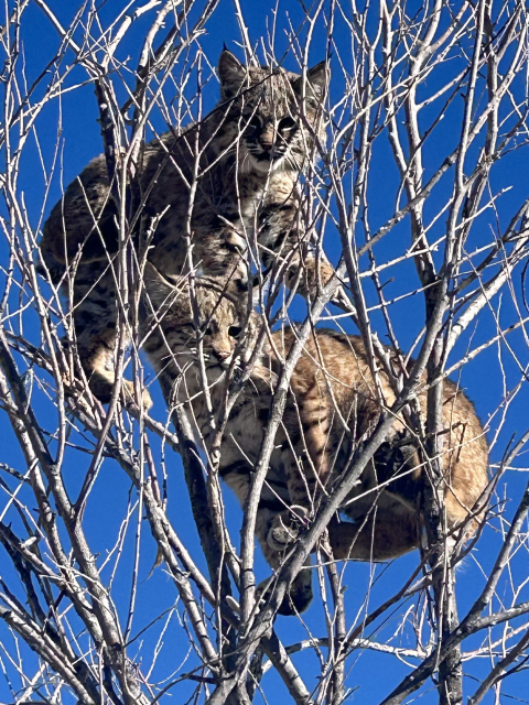 Two bobcats perched in a tree