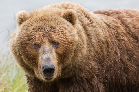 Kodiak Brown Bear