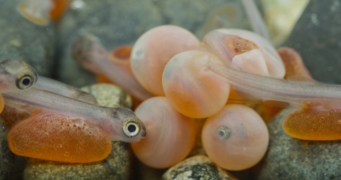 Coho Salmon eggs incubating and hatching at Quilcene NFH in WA State.