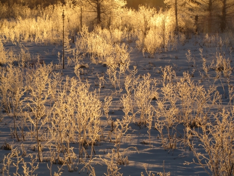 Frosty Winter Landscape