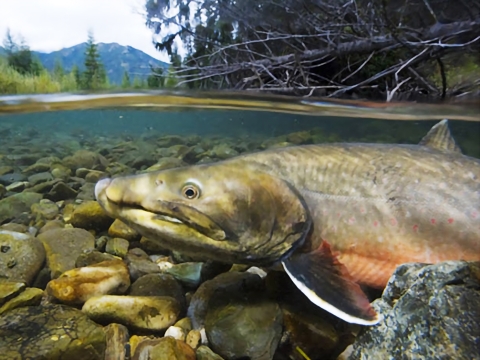 Bull trout