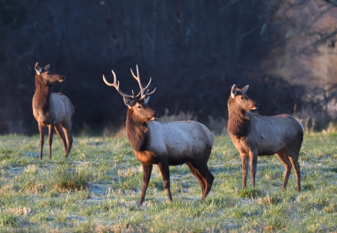Three large elk stand in a green field
