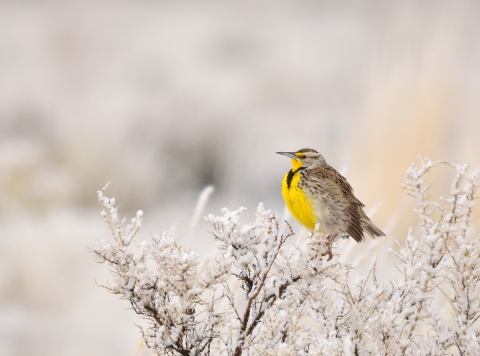 A western meadowlark perched on a snowy shrub