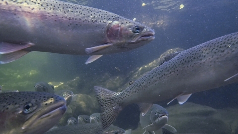 fish swimming
