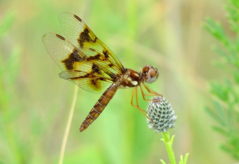 A brown-and-amber-colored dragonfly perched on a flower