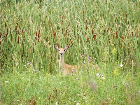 White-tailed Deer