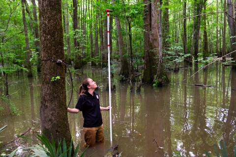 A biologist sets up an acoustic monitoring receiver in a swamp