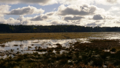 bandon marsh
