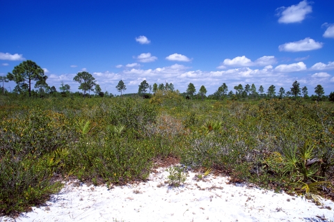 Lake Wales Ridge Florida