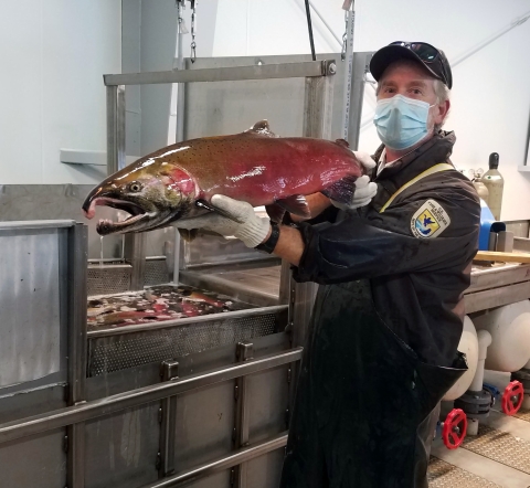 A masked man in waders and Service uniform holds up a large red male coho salmon with a sharply down-curved snout.