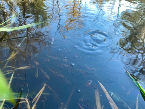 Juvenile fish swim in water with reeds, bubbles and ripples in the water.