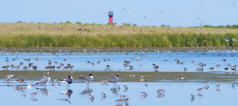 Shorebirds in shallow water with meadow and lighthouse in the background.