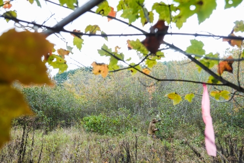 Lone person stands in a field, branch in his hand