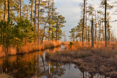 The setting sun casts a golden glow on coastal marshes.