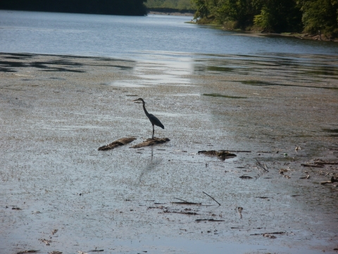 Ottawa River, Toledo, Ohio