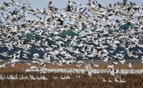 Dozens of white and black snow geese in flight fill the sky above a cornfield