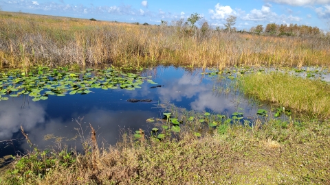 Two alligators swimming in a canal surrounded by green water lilies and sawgrass.