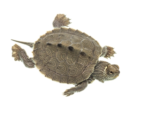 An intricately patterned turtle seen from above against a white backdrop