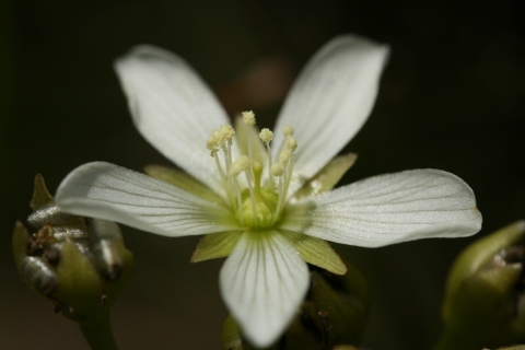 closeup of a flower with five white petals with a black background.
