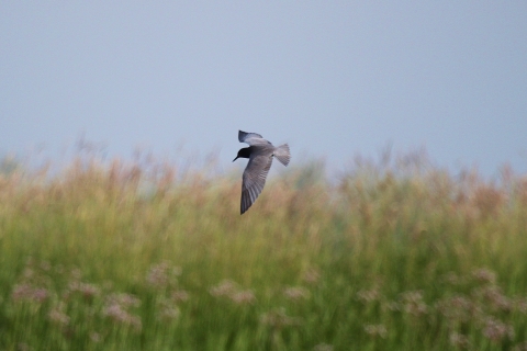 A small black bird flying over a marsh