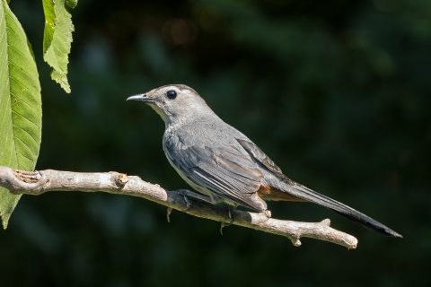 A gray bird with long tail feathers perched on a tree branch
