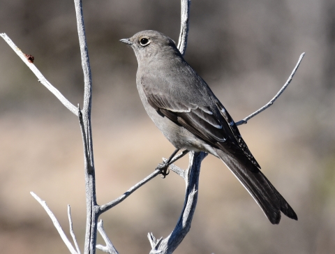 A grey bird whose feathers grow increasingly dark as you move from beak to tail feathers