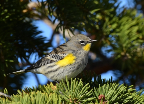 A grey and yellow bird perched in an evergreen tree