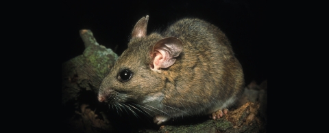 a rat