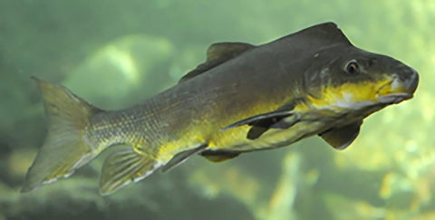 Green humpbacked sucker fish