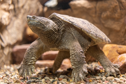 A head on view of a snapping turtle in an aquarium 