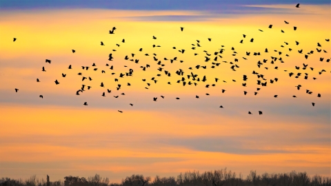 Sunset with birds migrating