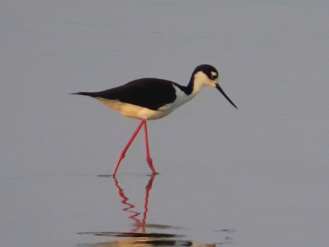 Black & white plumage bird on long pink/red legs wading in blue water