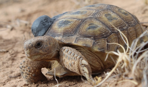 Bolson tortoise with transmitter