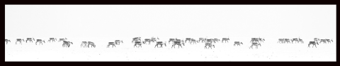 A long line of caribou walk across a white-out of snow.