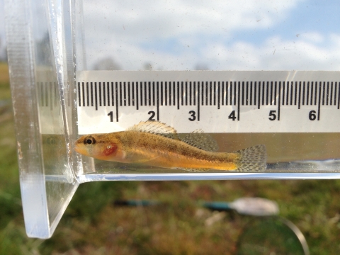 Slackwater Darter in a viewing container.