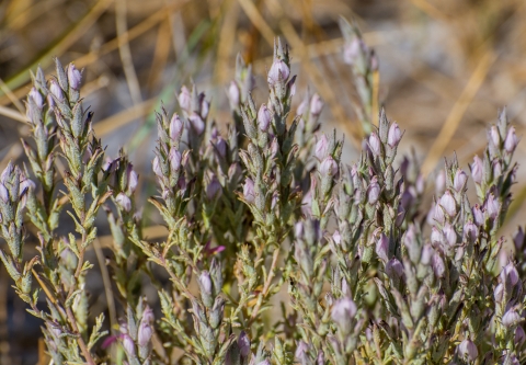 Image of a flowering bush with clusters of light pink flowers.