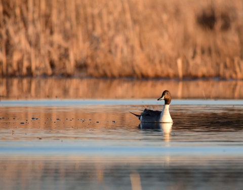Northern pintail on a wetland
