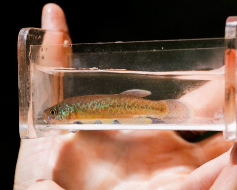 Hand holding a viewing box with colorful fish inside