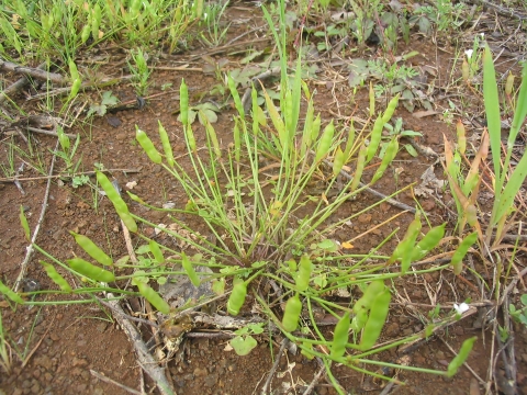 A clusters of light green shoots with pods grow in muddy wetlands.
