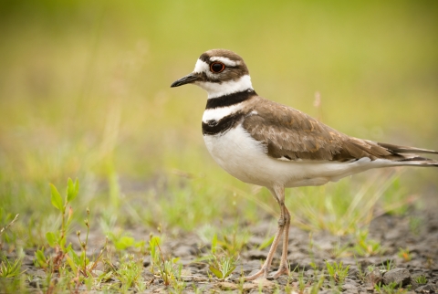Killdeer parent at Julia Butler Hansen Refuge for Columbian White-tailed Deer
