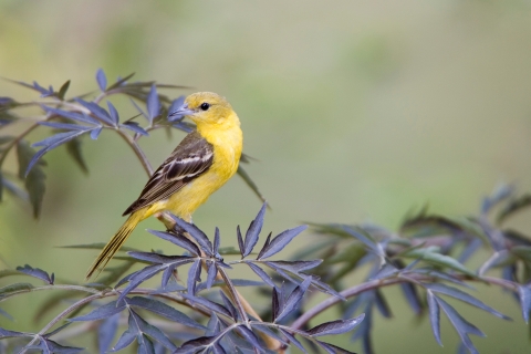 Orchard Oriole female on Black Lace Elderberry